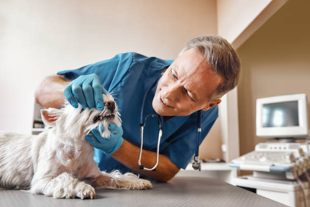 Best Emergency Root Canal Therapy in Sandy Valley, NV